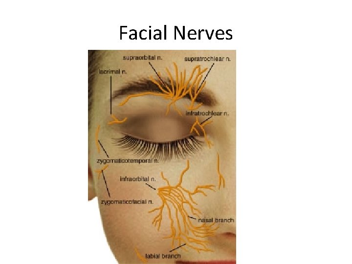 Facial Nerves 