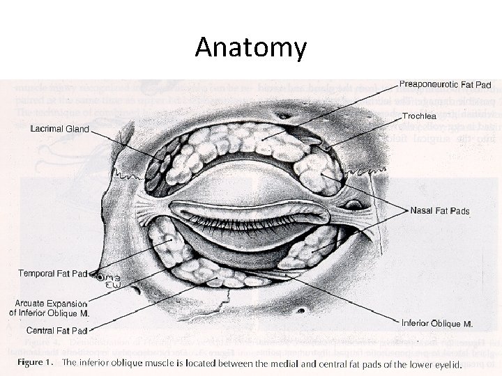 Anatomy 