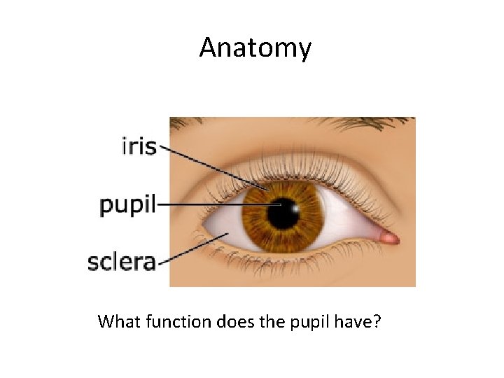 Anatomy What function does the pupil have? 