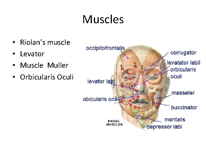 Muscles • • Riolan’s muscle Levator Muscle Muller Orbicularis Oculi 