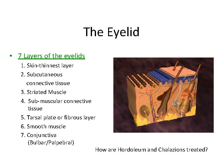 The Eyelid • 7 Layers of the eyelids 1. Skin-thinnest layer 2. Subcutaneous connective