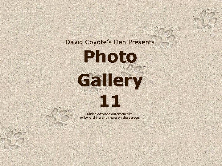 David Coyote’s Den Presents Photo Gallery 11 Slides advance automatically, or by clicking anywhere