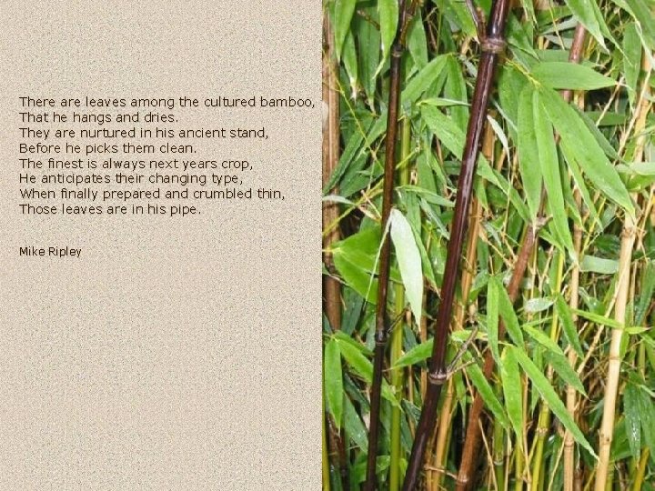 There are leaves among the cultured bamboo, That he hangs and dries. They are