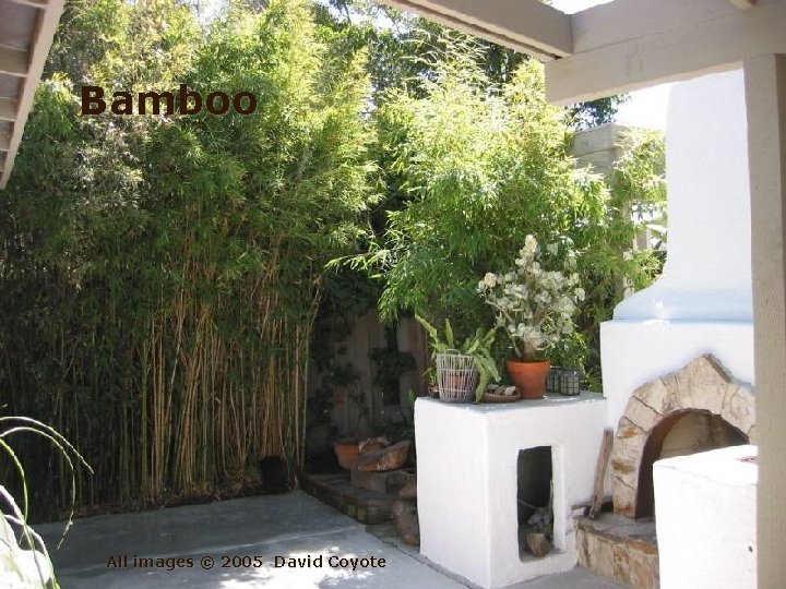 Bamboo All images © 2005 David Coyote 