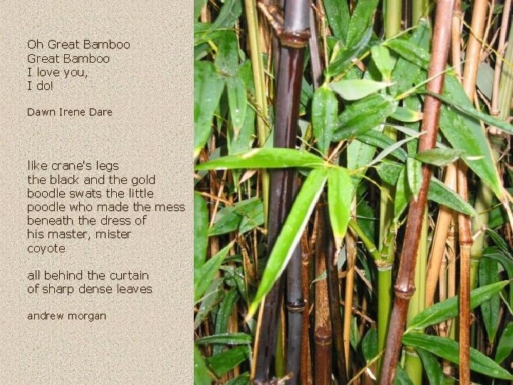 Oh Great Bamboo I love you, I do! Dawn Irene Dare like crane's legs