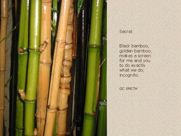 Secret Black bamboo, golden bamboo, makes a screen for me and you to do