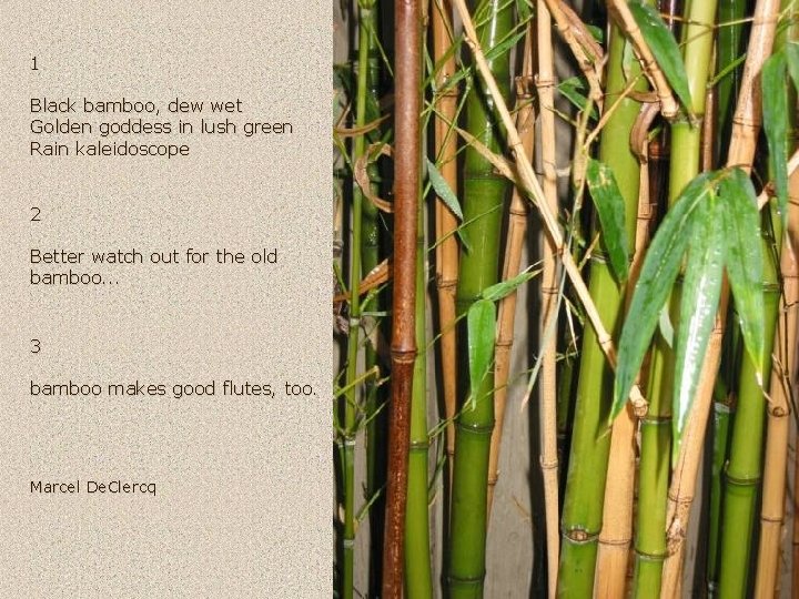 1 Black bamboo, dew wet Golden goddess in lush green Rain kaleidoscope 2 Better