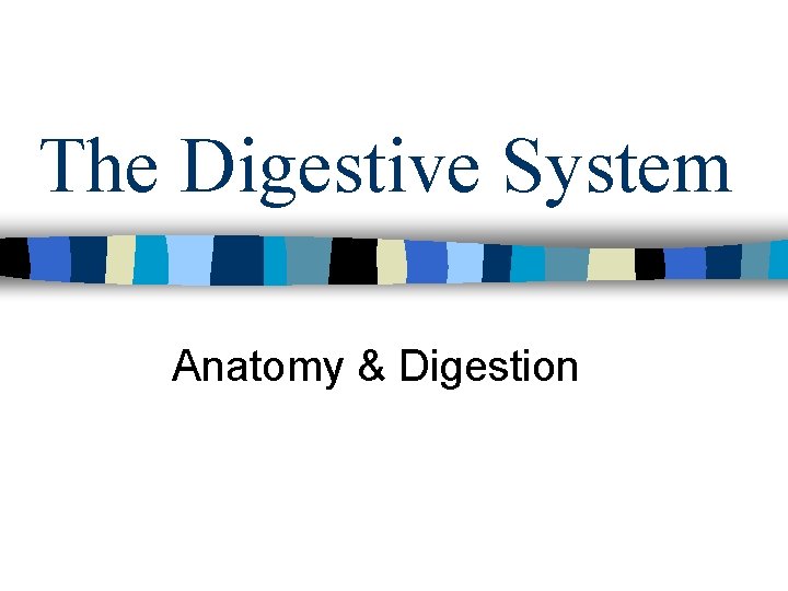 The Digestive System Anatomy & Digestion The Digestive System Anatomy & Digestion