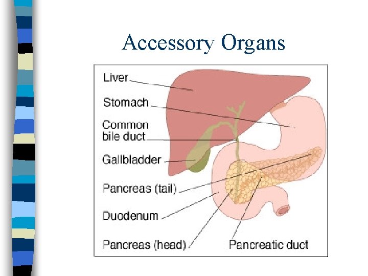 Accessory Organs Accessory Organs