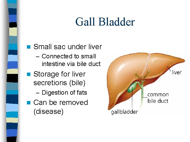 Gall Bladder n Small sac under liver – Connected to small intestine via bile Gall Bladder n Small sac under liver – Connected to small intestine via bile