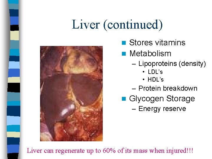 Liver (continued) Stores vitamins n Metabolism n – Lipoproteins (density) • LDL’s • HDL’s Liver (continued) Stores vitamins n Metabolism n – Lipoproteins (density) • LDL’s • HDL’s