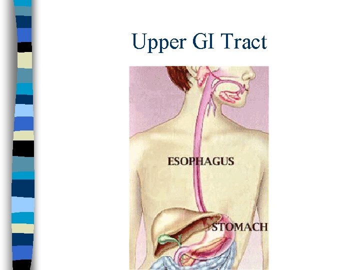 Upper GI Tract Upper GI Tract