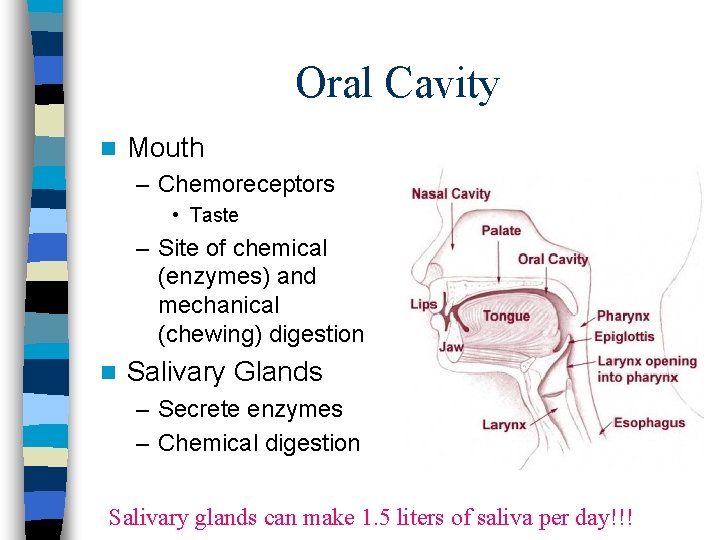 Oral Cavity n Mouth – Chemoreceptors • Taste – Site of chemical (enzymes) and Oral Cavity n Mouth – Chemoreceptors • Taste – Site of chemical (enzymes) and