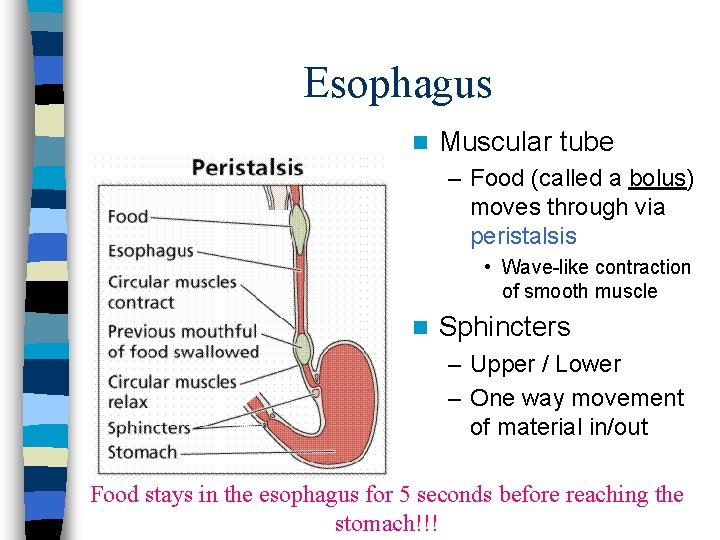 Esophagus n Muscular tube – Food (called a bolus) moves through via peristalsis • Esophagus n Muscular tube – Food (called a bolus) moves through via peristalsis •