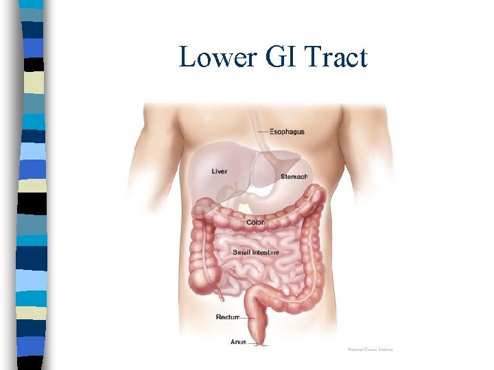 Lower GI Tract Lower GI Tract
