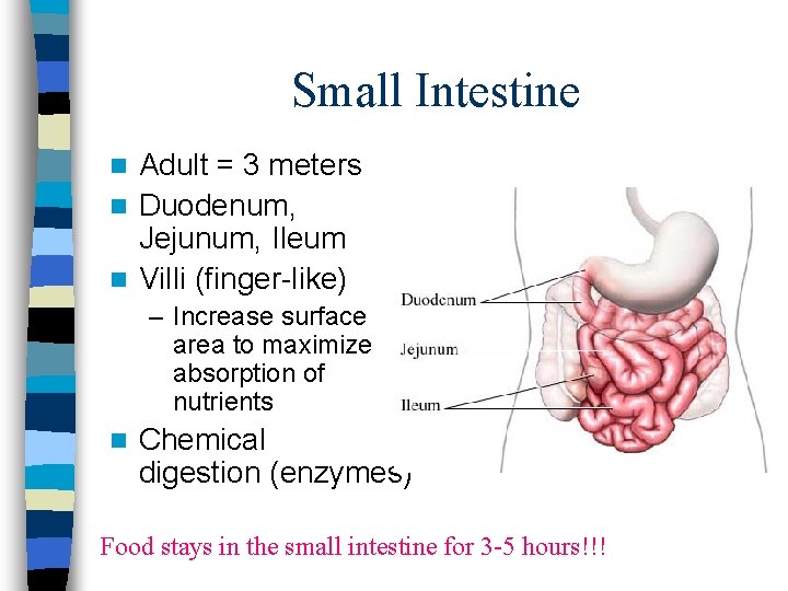 Small Intestine Adult = 3 meters n Duodenum, Jejunum, Ileum n Villi (finger-like) n Small Intestine Adult = 3 meters n Duodenum, Jejunum, Ileum n Villi (finger-like) n