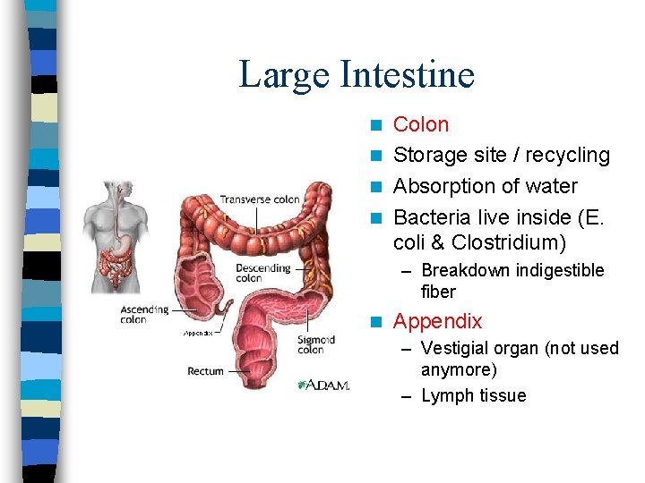 Large Intestine Colon n Storage site / recycling n Absorption of water n Bacteria Large Intestine Colon n Storage site / recycling n Absorption of water n Bacteria