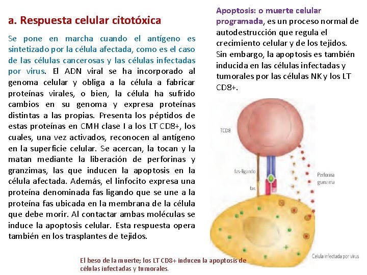 a. Respuesta celular citotóxica Se pone en marcha cuando el antígeno es sintetizado por