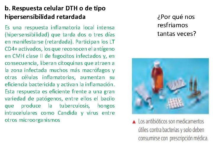 b. Respuesta celular DTH o de tipo hipersensibilidad retardada Es una respuesta inflamatoria local