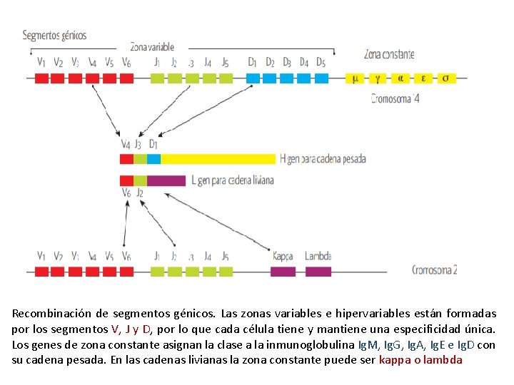 Recombinación de segmentos génicos. Las zonas variables e hipervariables están formadas por los segmentos