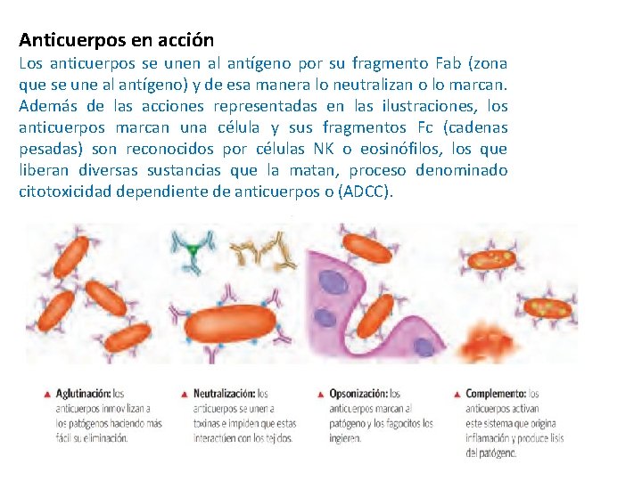 Anticuerpos en acción Los anticuerpos se unen al antígeno por su fragmento Fab (zona