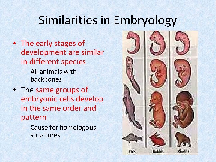 Similarities in Embryology • The early stages of development are similar in different species