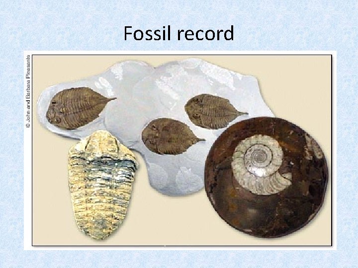 Fossil record 
