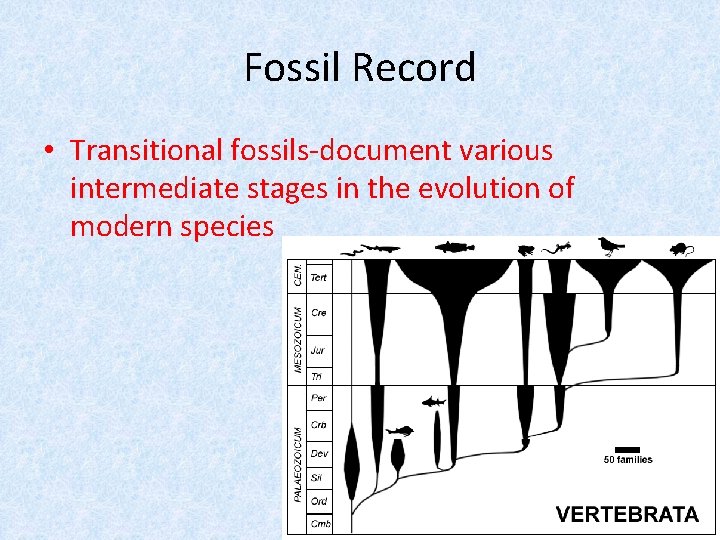 Fossil Record • Transitional fossils-document various intermediate stages in the evolution of modern species