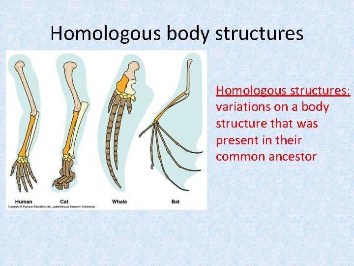 Homologous body structures Homologous structures: variations on a body structure that was present in