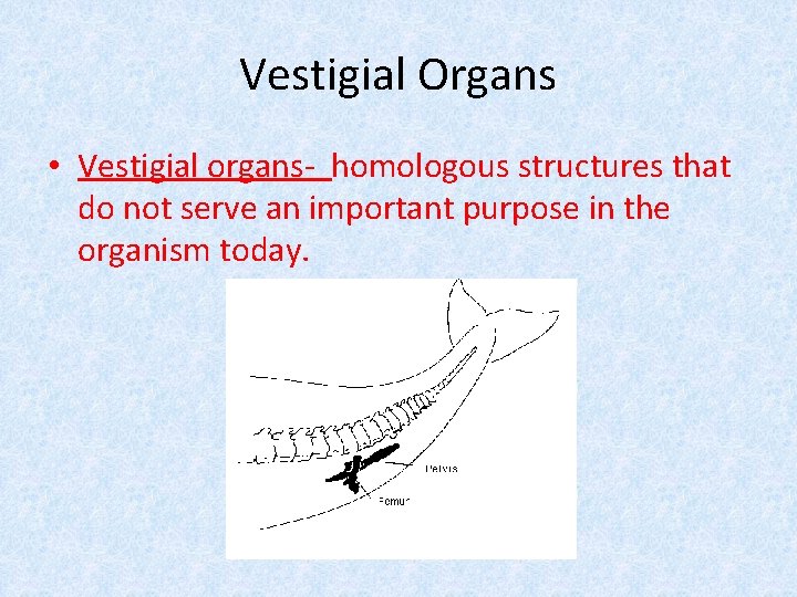 Vestigial Organs • Vestigial organs- homologous structures that do not serve an important purpose