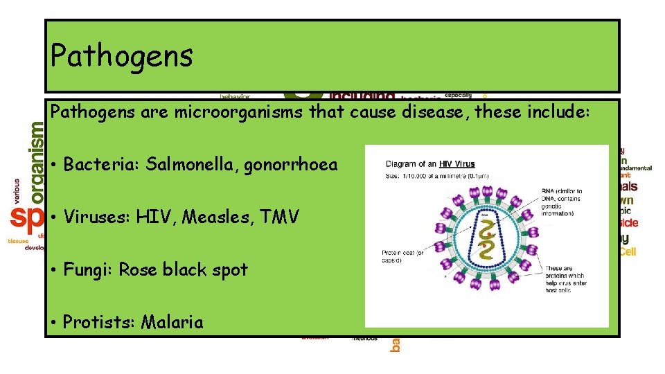Pathogens are microorganisms that cause disease, these include: • Bacteria: Salmonella, gonorrhoea • Viruses: