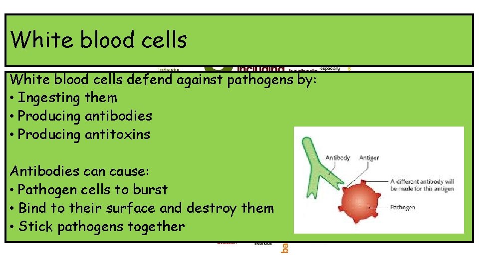 White blood cells defend against pathogens by: • Ingesting them • Producing antibodies •