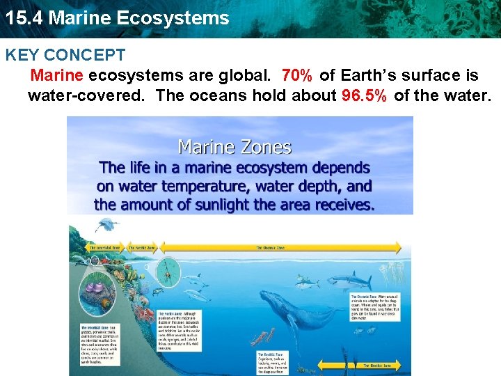 15. 4 Marine Ecosystems KEY CONCEPT Marine ecosystems are global. 70% of Earth’s surface