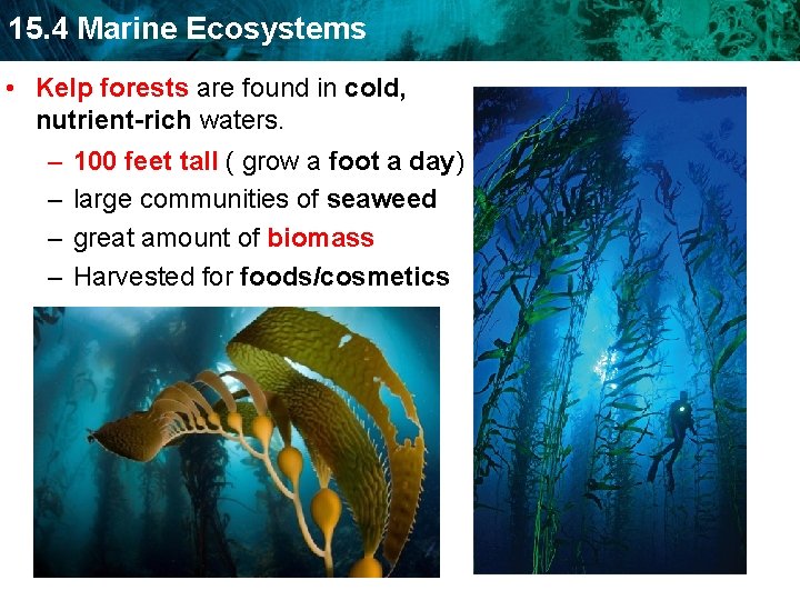 15. 4 Marine Ecosystems • Kelp forests are found in cold, nutrient-rich waters. –