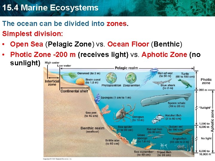 15. 4 Marine Ecosystems The ocean can be divided into zones. Simplest division: •