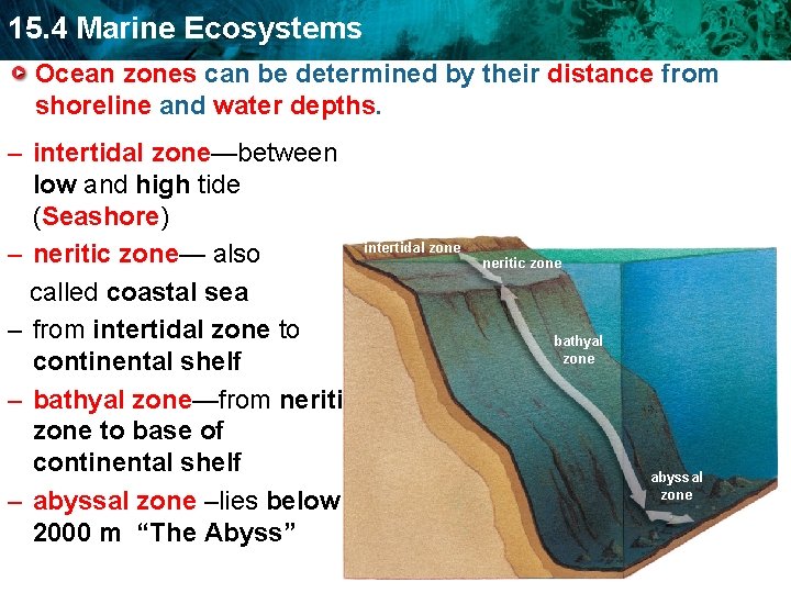 15. 4 Marine Ecosystems Ocean zones can be determined by their distance from shoreline