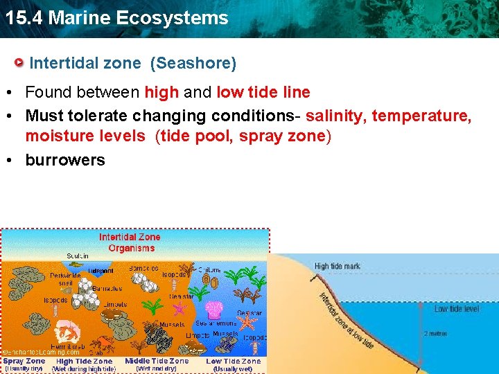 15. 4 Marine Ecosystems Intertidal zone (Seashore) • Found between high and low tide