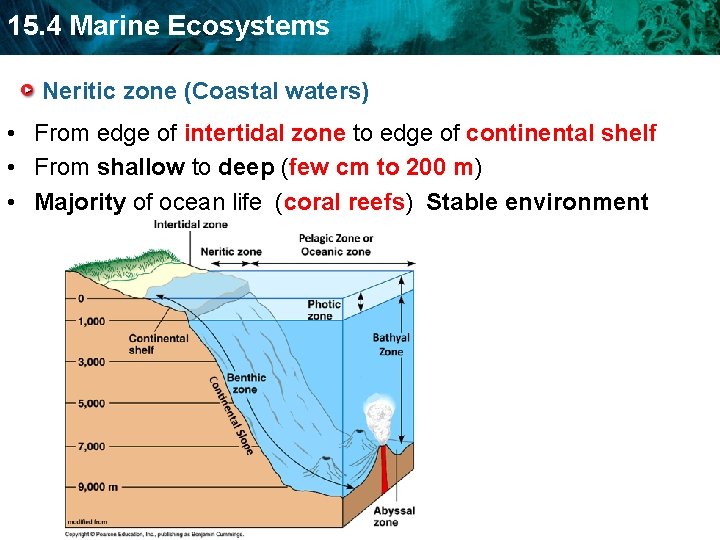 15. 4 Marine Ecosystems Neritic zone (Coastal waters) • From edge of intertidal zone