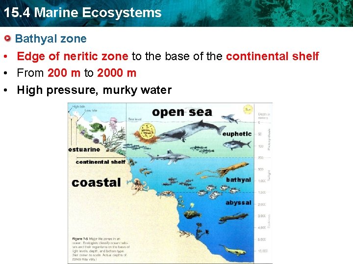 15. 4 Marine Ecosystems Bathyal zone • Edge of neritic zone to the base