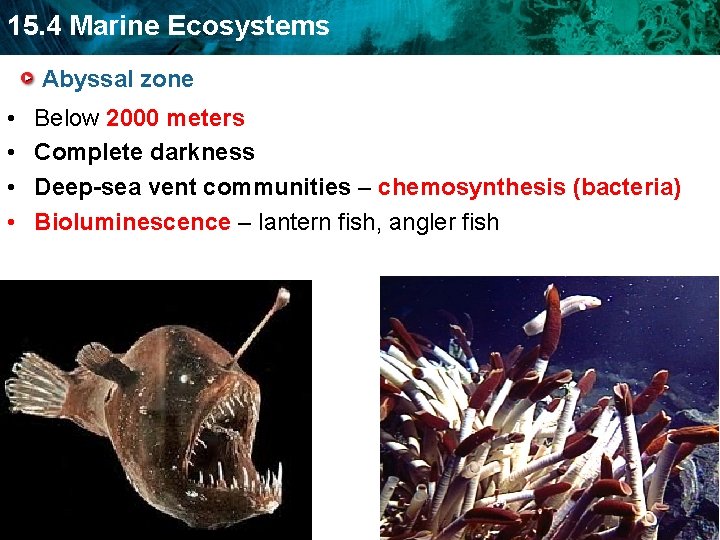 15. 4 Marine Ecosystems Abyssal zone • • Below 2000 meters Complete darkness Deep-sea