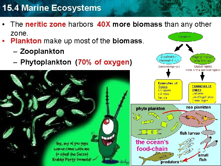 15. 4 Marine Ecosystems • The neritic zone harbors 40 X more biomass than