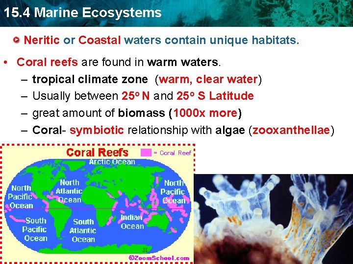 15. 4 Marine Ecosystems Neritic or Coastal waters contain unique habitats. • Coral reefs
