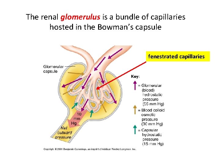 The renal glomerulus is a bundle of capillaries hosted in the Bowman’s capsule fenestrated