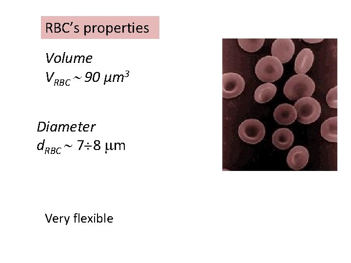RBC’s properties Volume VRBC 90 μm 3 Diameter d. RBC 7 8 m Very