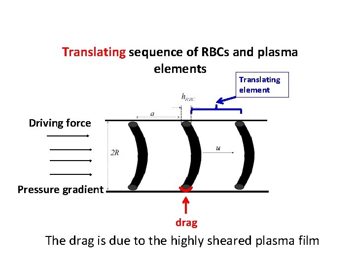 Translating sequence of RBCs and plasma elements Translating element Driving force Pressure gradient drag