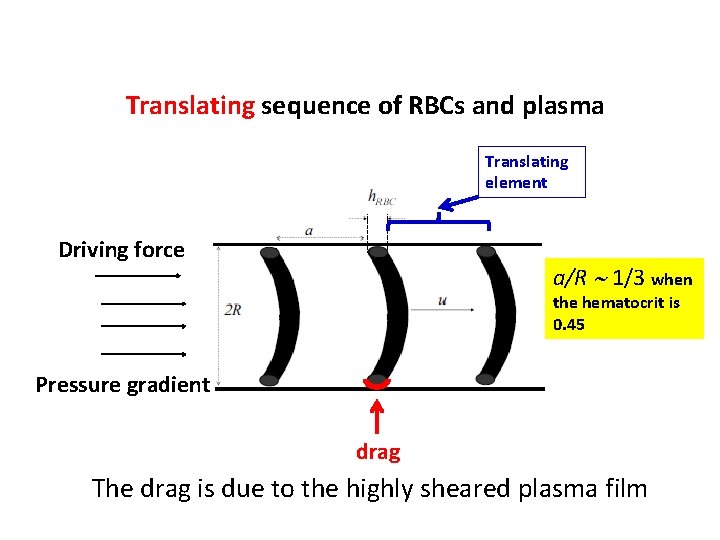 Translating sequence of RBCs and plasma Translating element Driving force a/R 1/3 when the