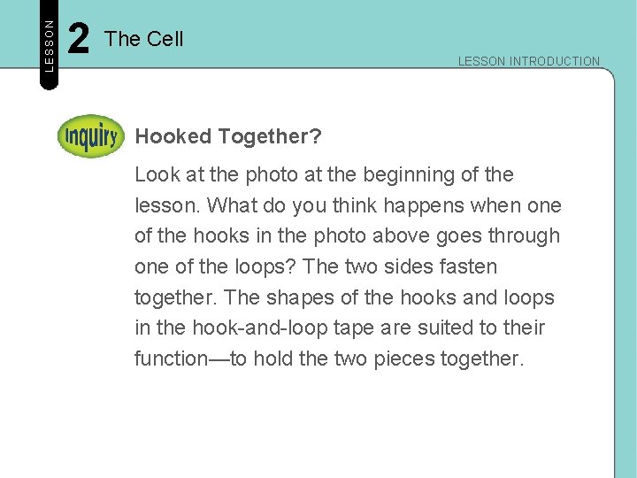 LESSON 2 The Cell LESSON INTRODUCTION Hooked Together? Look at the photo at the LESSON 2 The Cell LESSON INTRODUCTION Hooked Together? Look at the photo at the