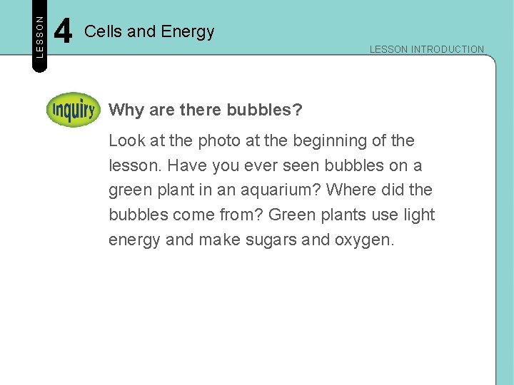 LESSON 4 Cells and Energy LESSON INTRODUCTION Why are there bubbles? Look at the LESSON 4 Cells and Energy LESSON INTRODUCTION Why are there bubbles? Look at the