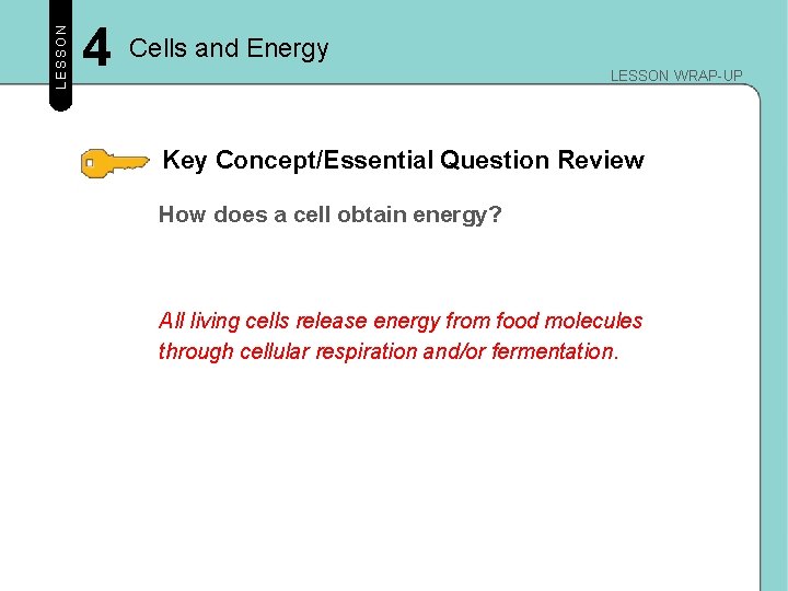 LESSON 4 Cells and Energy LESSON WRAP-UP Key Concept/Essential Question Review How does a LESSON 4 Cells and Energy LESSON WRAP-UP Key Concept/Essential Question Review How does a