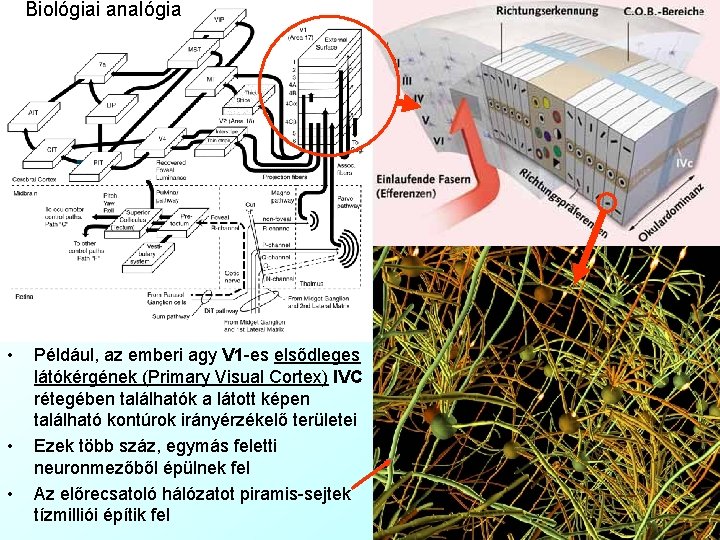 Biológiai analógia • • • Például, az emberi agy V 1 -es elsődleges látókérgének